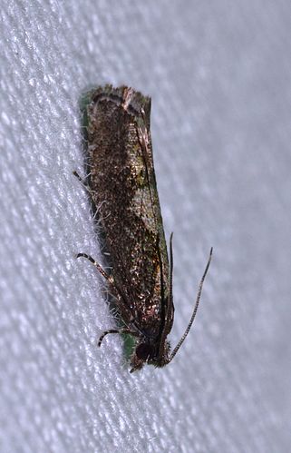 Epinotia vertumnana